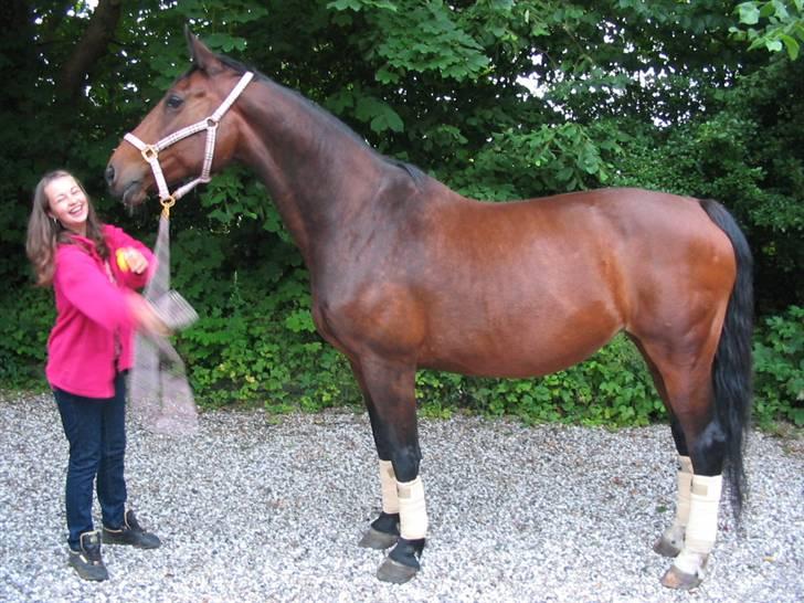 Svensk Varmblod missouri R.I.P. - kig kun på hesten, jeg ved ikk va der skete for mig   billede 4