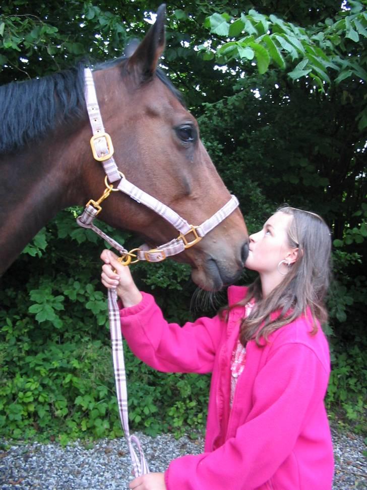 Svensk Varmblod missouri R.I.P. billede 5