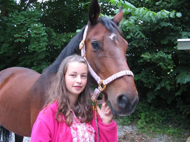 Svensk Varmblod missouri R.I.P. billede 6