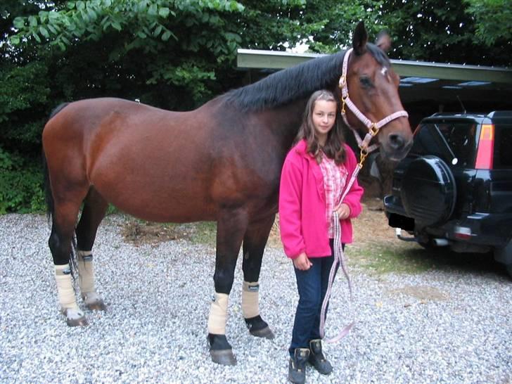 Svensk Varmblod missouri R.I.P. billede 7