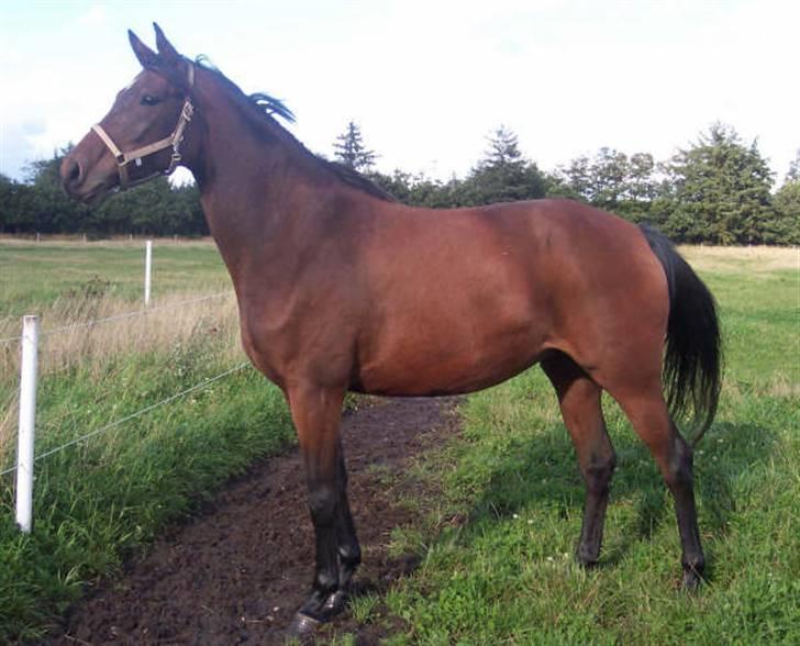 Trakehner Anaconda H RIP billede 1