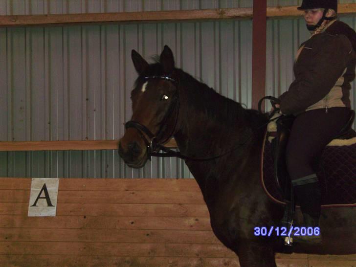 Trakehner Anaconda H RIP billede 2