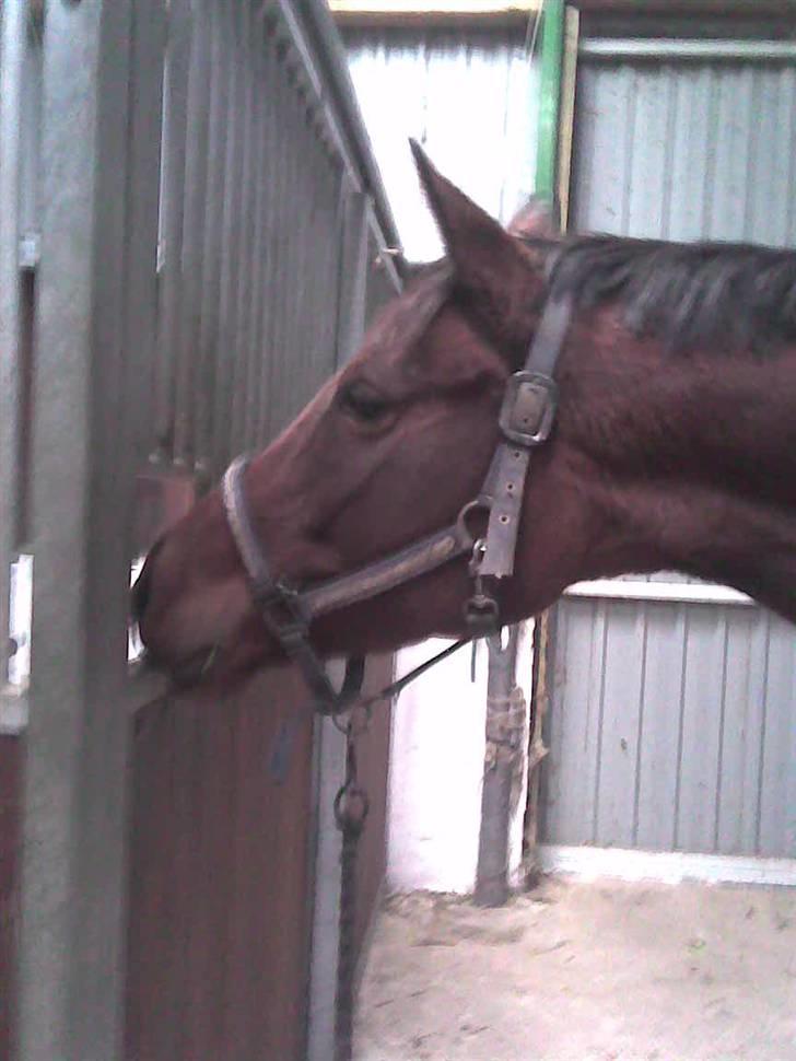 Trakehner Anaconda H RIP billede 4