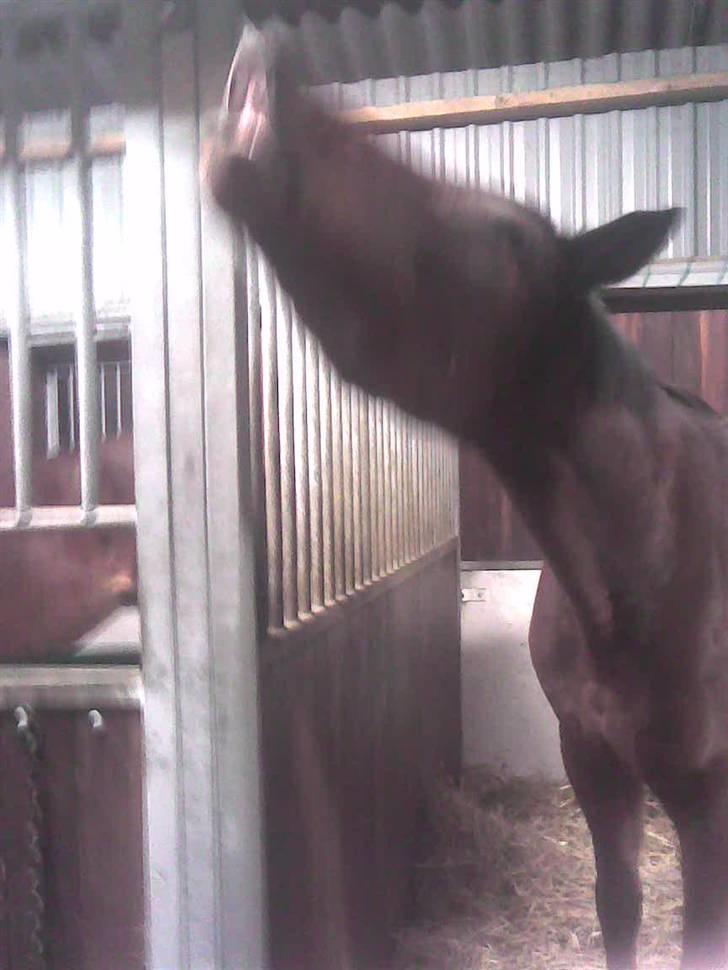 Trakehner Anaconda H RIP billede 5