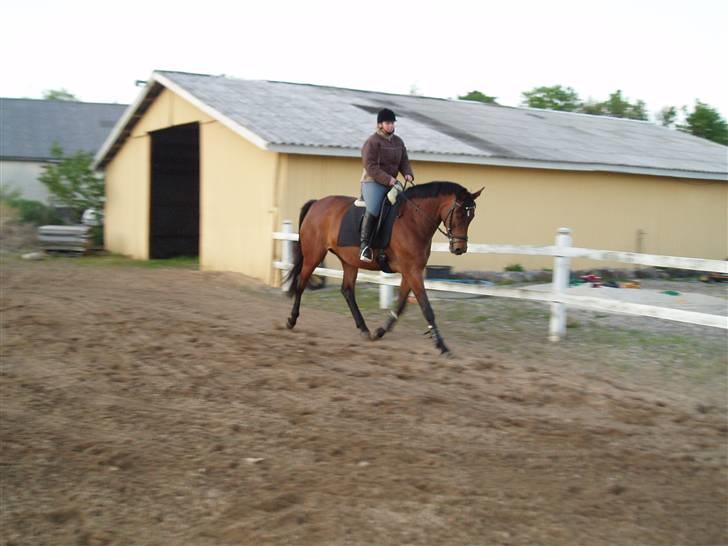 Trakehner Anaconda H RIP billede 6