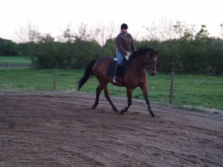 Trakehner Anaconda H RIP billede 7