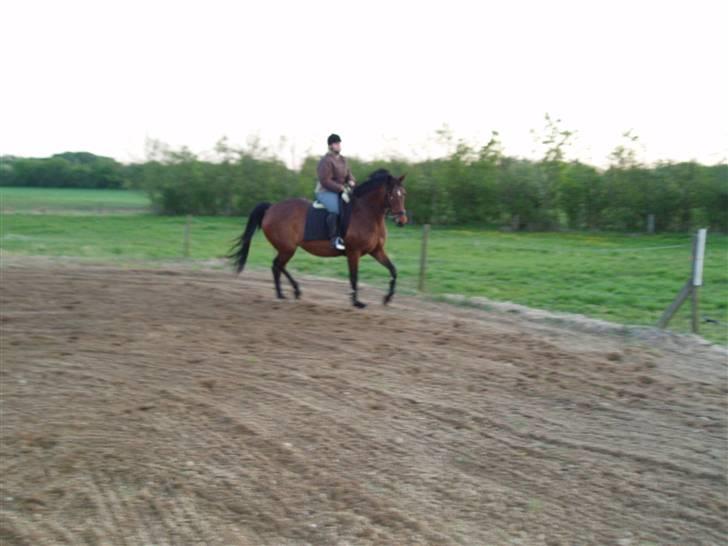 Trakehner Anaconda H RIP billede 8