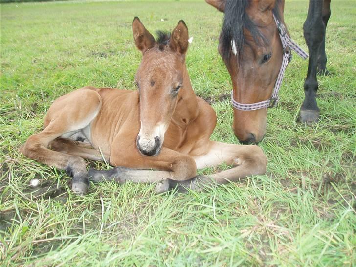 Trakehner Anaconda H RIP billede 9