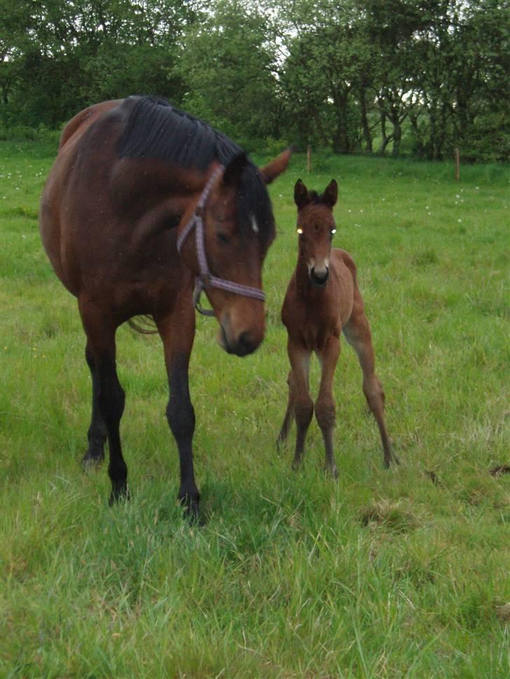 Trakehner Anaconda H RIP billede 10