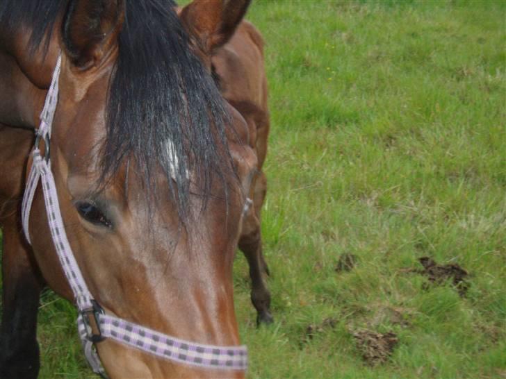 Trakehner Anaconda H RIP billede 11