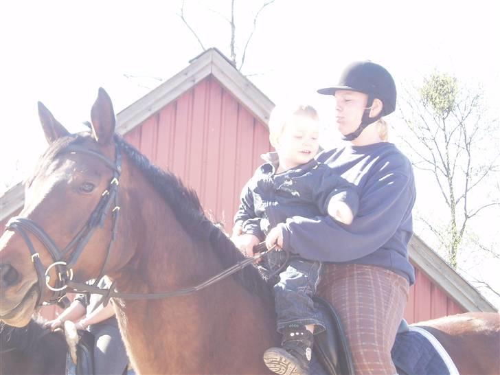 Trakehner Anaconda H RIP - Anaconda er også børnevenlig:) billede 12