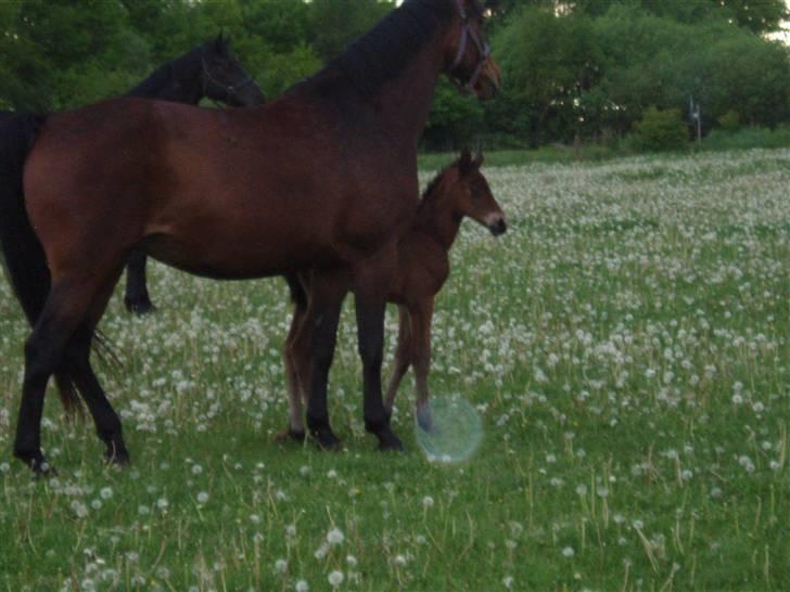 Trakehner Anaconda H RIP billede 13