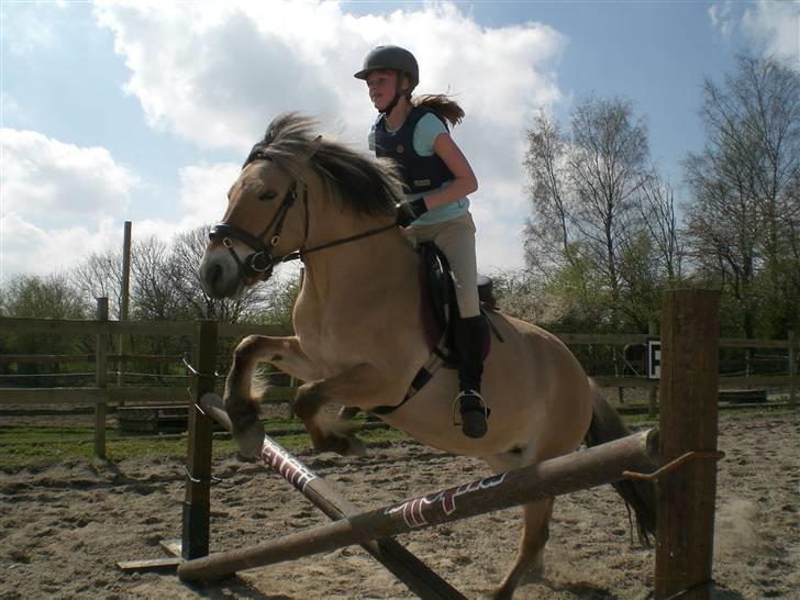 Anden særlig race Jolly Jumper billede 18