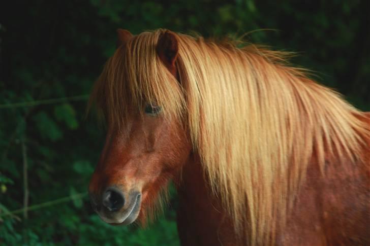 Islænder Freyr fra Tanderup billede 11