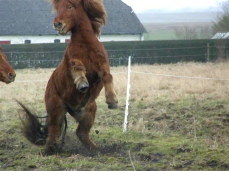 Islænder Freyr fra Tanderup - Når....! [Foto : MIG<3 ] billede 12