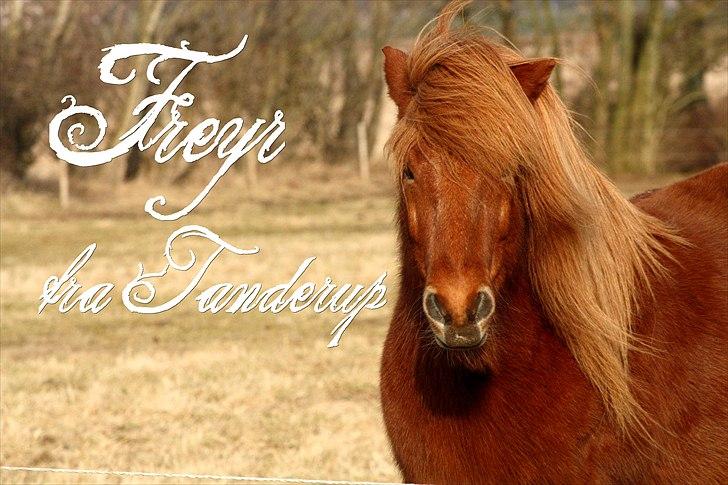 Islænder Freyr fra Tanderup - 29/1/11 (: billede 13