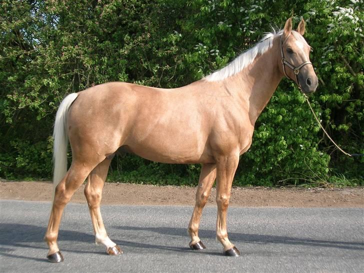 Palomino Avl Saint Millton Segur Lamarque - Maj 2008 billede 13
