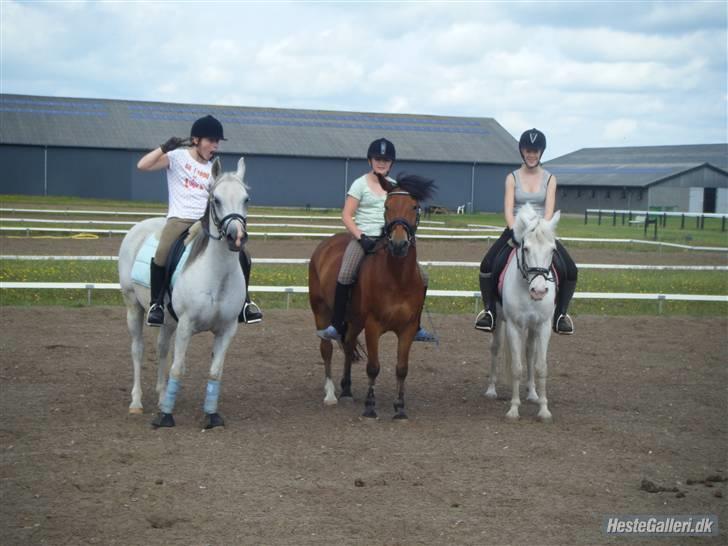 DSP ottelia billede 9