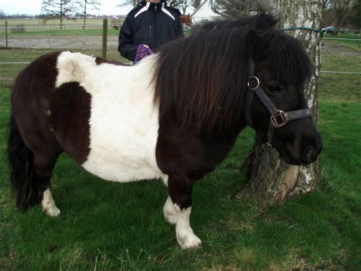 Shetlænder  | Bonny  | ( solgt ) billede 10