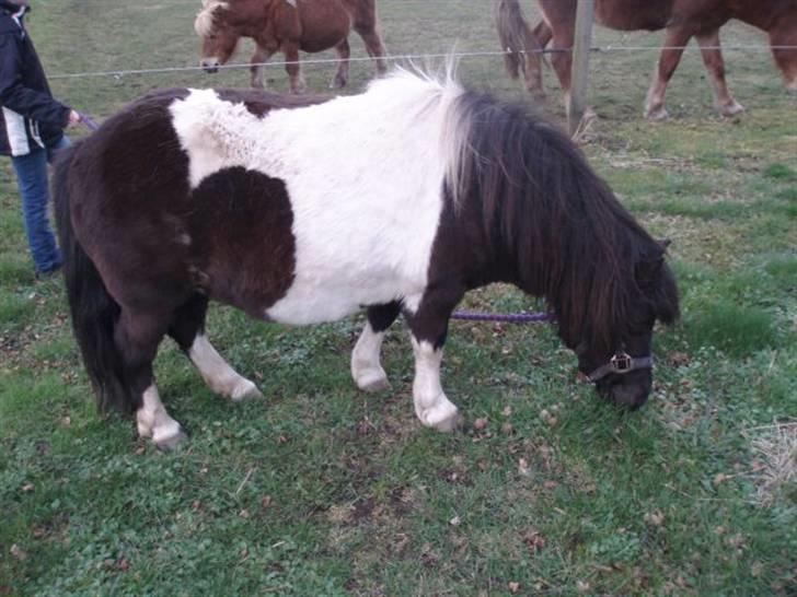 Shetlænder  | Bonny  | ( solgt ) billede 12