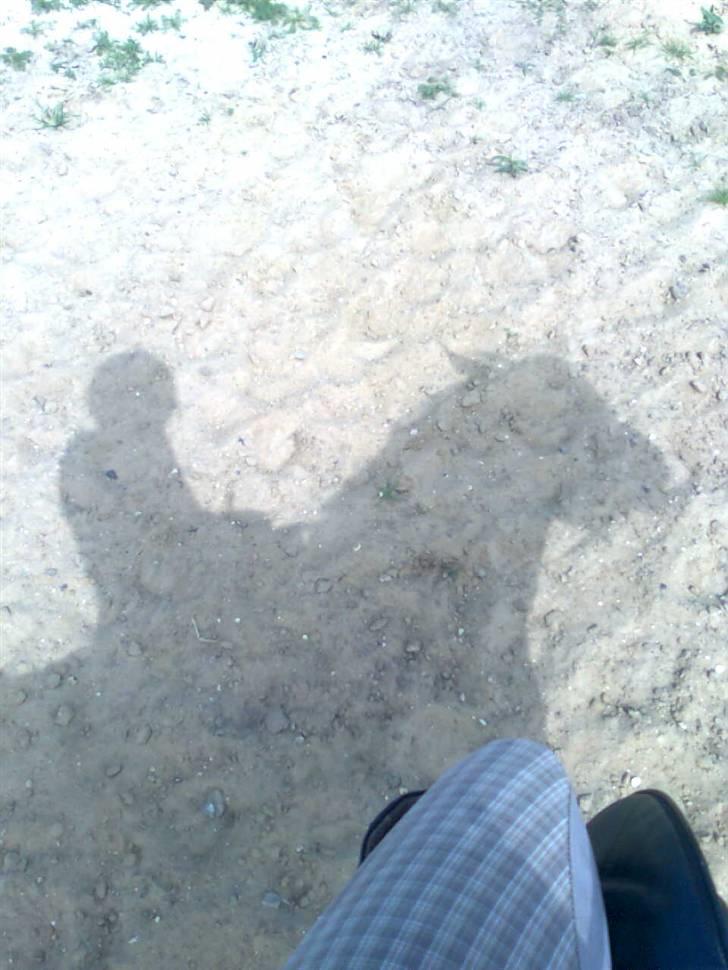 Fjordhest Freja <3 ILU (: billede 8