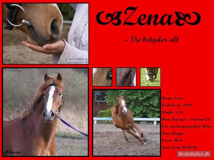 Welsh Partbred (Sec F) Zena billede 19