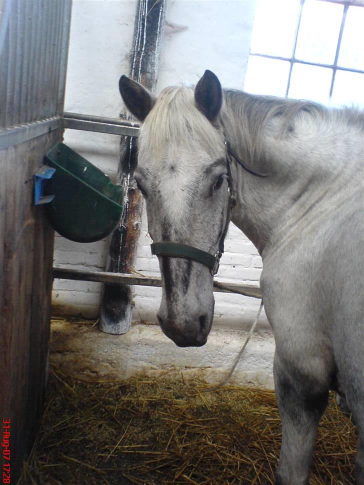 Anden særlig race Filuca - Jaa du er søød :) billede 3