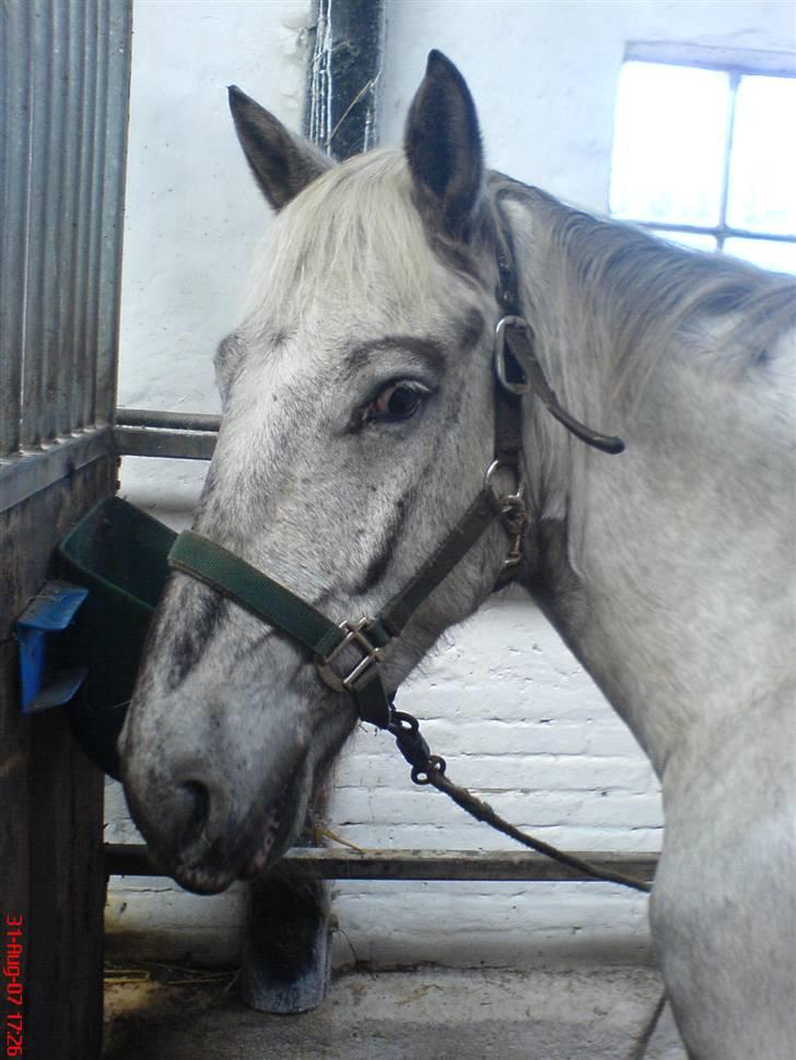 Anden særlig race Filuca - Filuca igen <3 billede 4