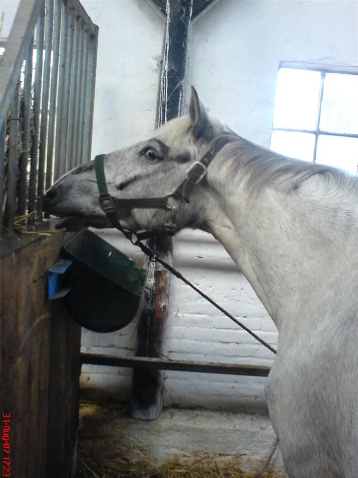 Anden særlig race Filuca - Naam! halm! billede 5