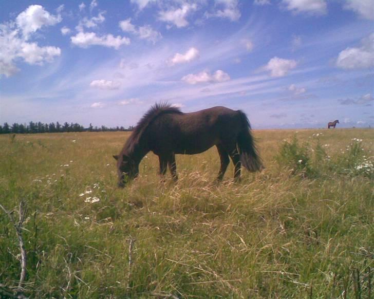 Shetlænder Broengs Flora. (R.I.P) - ¤NYT¤ Flora Mijn på fold, mmm det er guf det græs Ö "Taget af Mig" billede 17