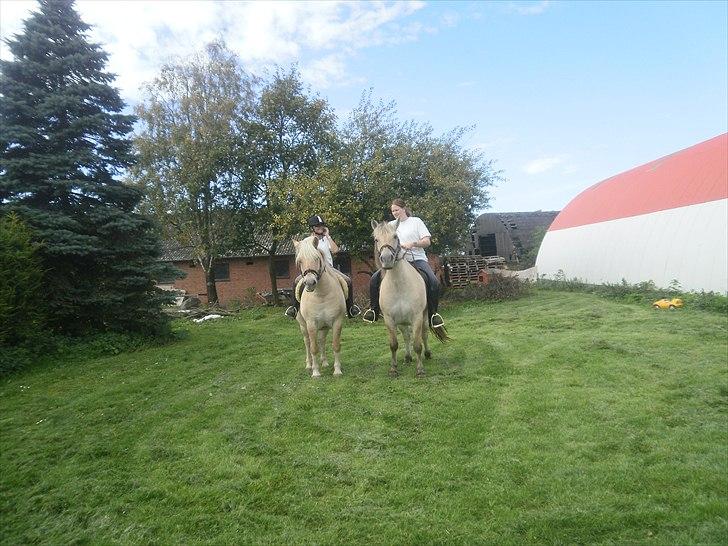 Fjordhest Kajser - kajser er ny vasked og må ikke blive beskidt billede 16