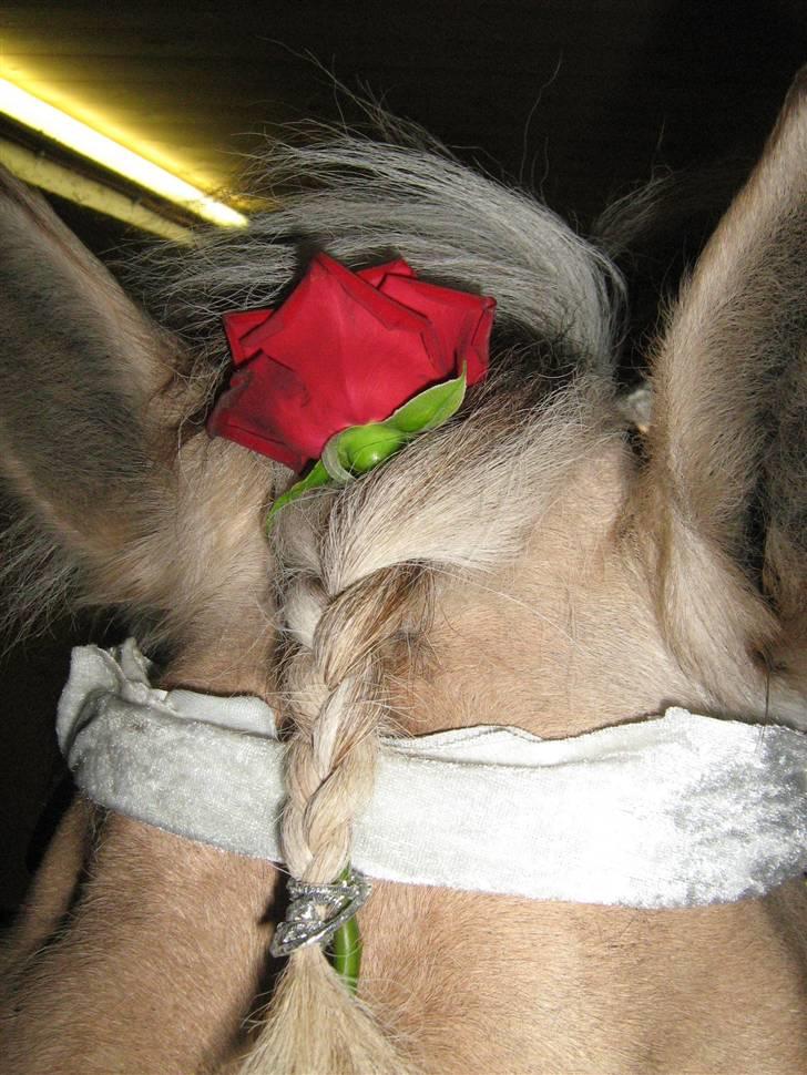 Fjordhest Kajser - kajser har fået en rose i  billede 17
