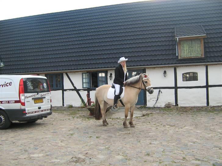 Fjordhest Kajser - inden i gården, kajser er ligeglad med musiken så vi kom tætter på billede 19