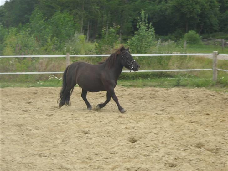 Shetlænder blackei - lækker lille hest<3 jeg elsker ham<3 og han SKAL helt sikkert bo hos mig eller mine forældre end til han ikke er her mere om øh. nok mere end 20 år måske<3-11år billede 11