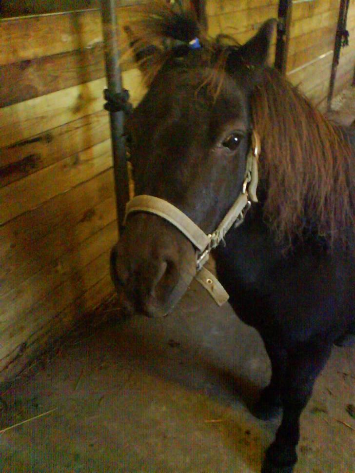 Shetlænder blackei - blackei med springvand <3 min lille prinsesse pony ;D -12år billede 12