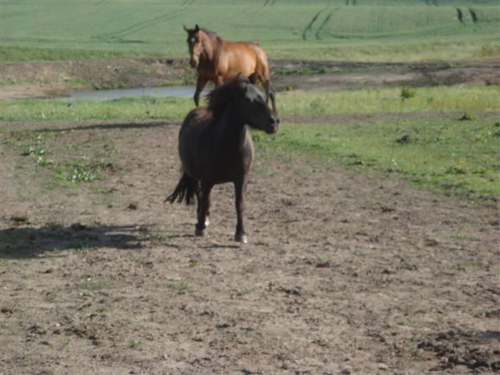 Shetlænder blackei - hey store heste her kommer jeg <3-11år billede 13