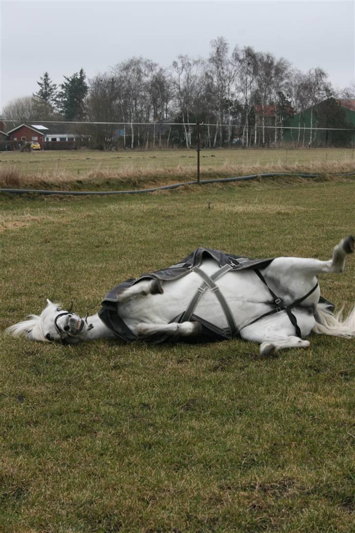 New Forest Stald Prima's Musty  † R.I.P † - .når jeg er trist kommer jeg til dig *; | Foto: Mig billede 9