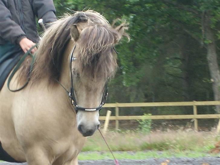 Islænder sóley fra Dalgård billede 3