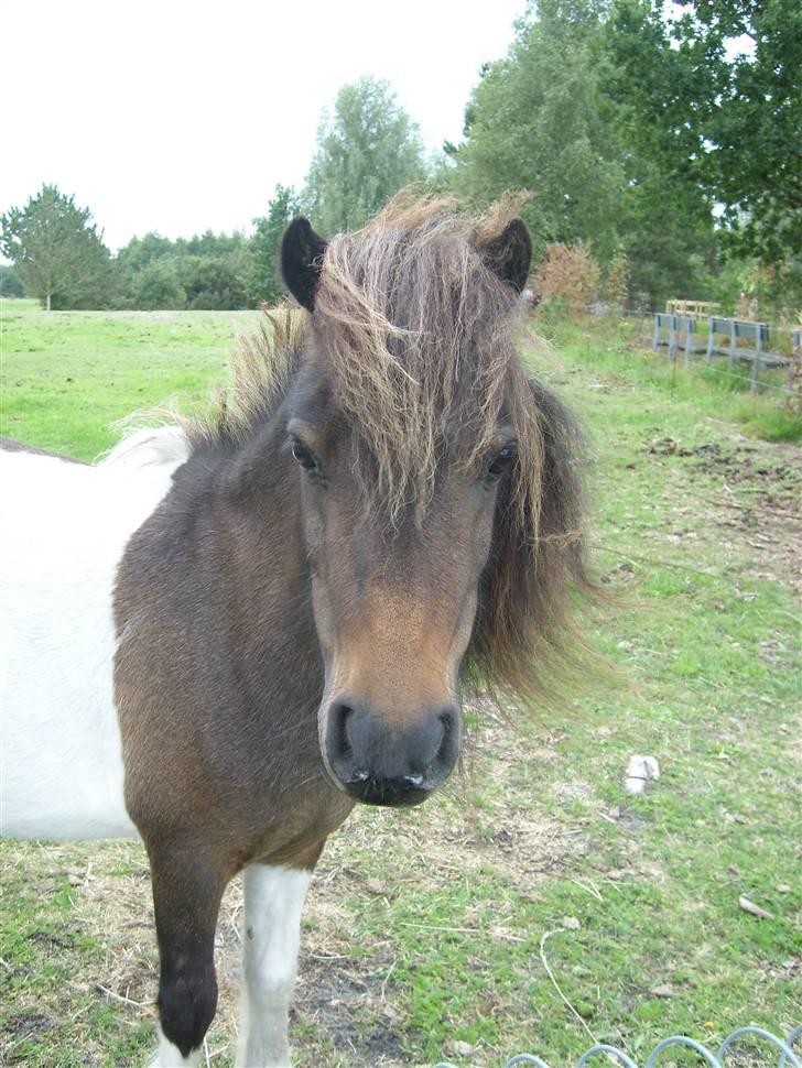 Shetlænder snøvsi  billede 8