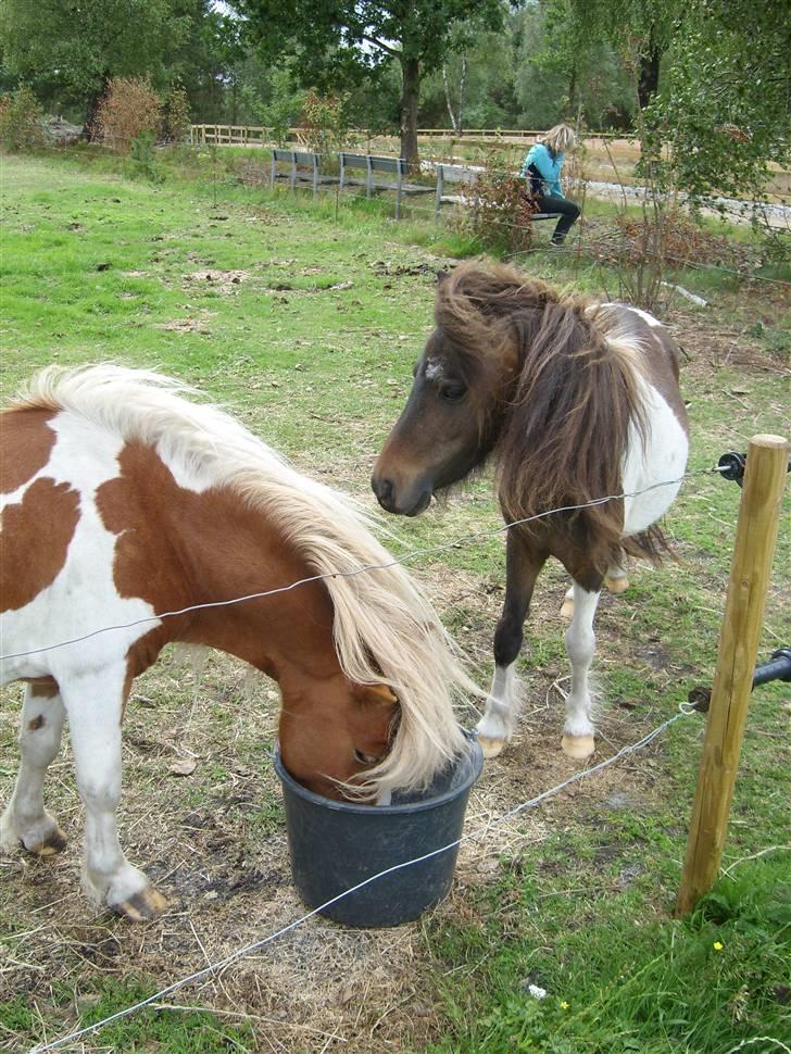 Shetlænder snøvsi  billede 9