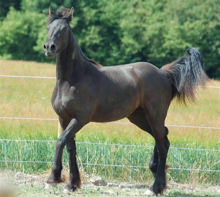 Barockpferd " Betty Barock " - Betty 12 mdr. Foto: Lisette Kaaber billede 15