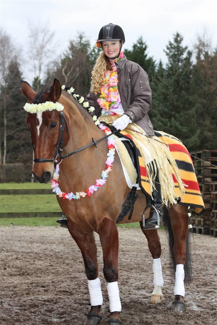 Anden særlig race Indy Boy Lærkebo Wonderboy - Kostume Konkurrence (Hawaii) - Vinter 2008 Foto: Mor (; billede 3