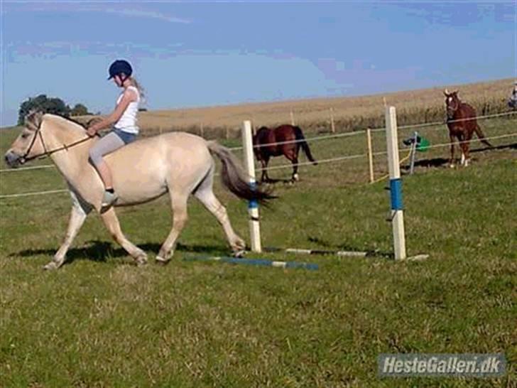 Fjordhest Freja <3 ILU (: billede 10