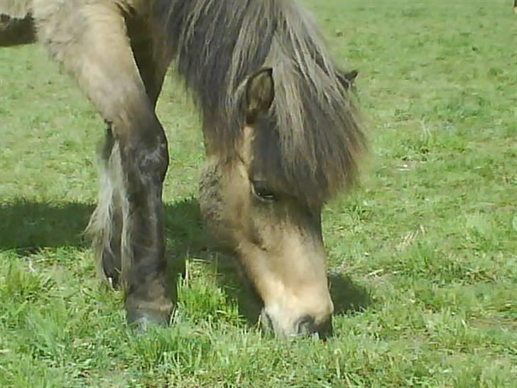 Islænder sóley fra Dalgård billede 4