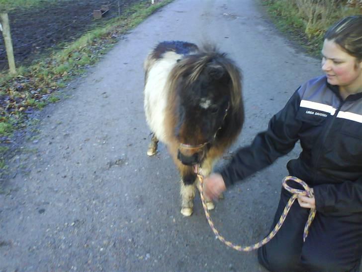 Shetlænder snøvsi  billede 10