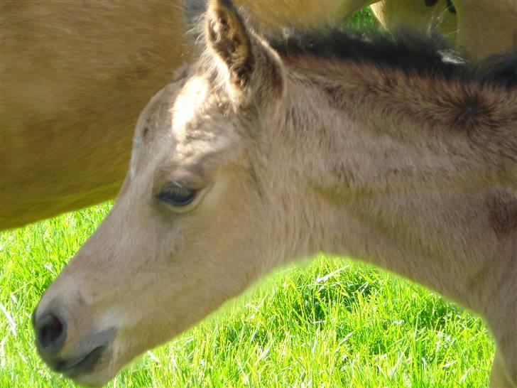 DSP Anemone Wales / solgt - Velkommen til den bettes profil(: billede 1
