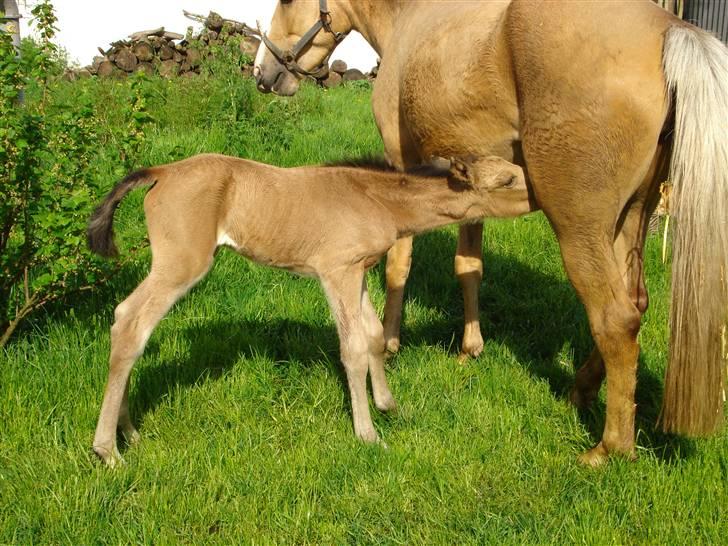 DSP Anemone Wales / solgt - Første dag(: billede 2