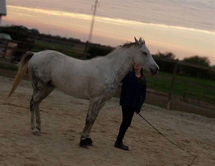 Anden særlig race †Flash Lightness† - Solgt - Skønt billede, dejligt moment, smukt motiv, herligt minde - elsker det billede <3 Foto: Trine (Beklager kviliteten) billede 18