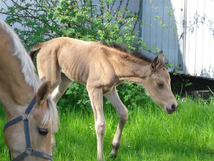 DSP Anemone Wales / solgt billede 3