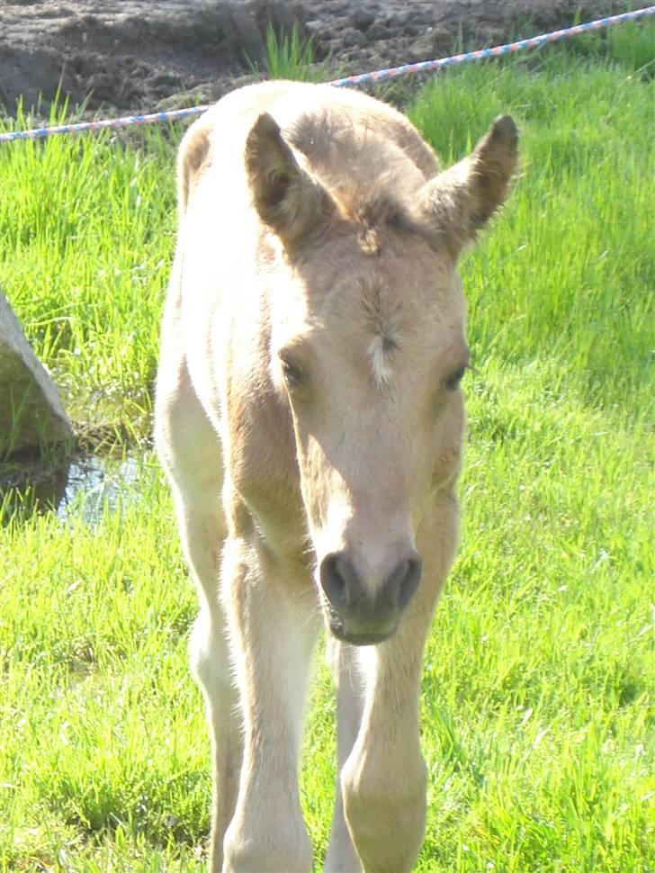 DSP Anemone Wales / solgt billede 4